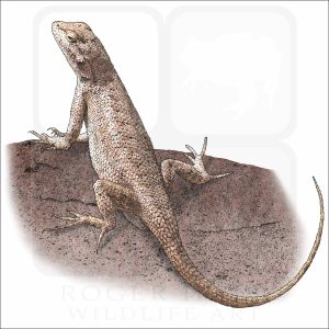 Plateau Fence Lizard illustration