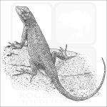 Plateau Fence Lizard black and white drawing