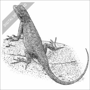 Plateau Fence Lizard black and white stock art drawing