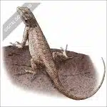 Plateau Fence Lizard stock art drawing