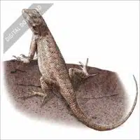 Plateau Fence Lizard stock art drawing