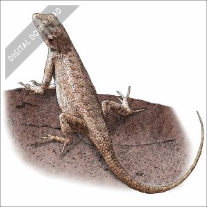 Plateau Fence Lizard stock art drawing
