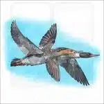 Red-Breasted Mergansers illustration
