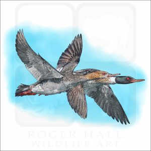 Red-Breasted Mergansers illustration