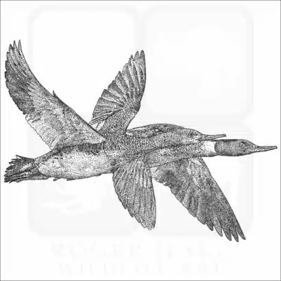 Red-Breasted Mergansers black and white drawing