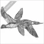 Red-Breasted Mergansers black and white stock art drawing