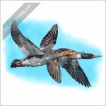 Red-Breasted Mergansers stock art drawing
