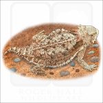 Regal Horned Lizard illustration
