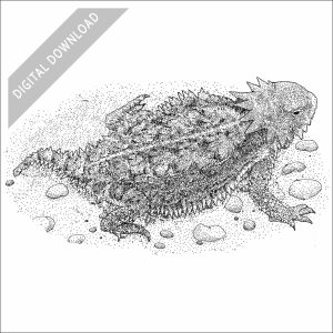 Regal Horned Lizard black and white stock art drawing