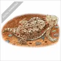 Regal Horned Lizard stock art drawing