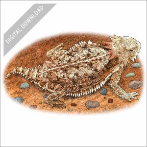 Regal Horned Lizard stock art drawing