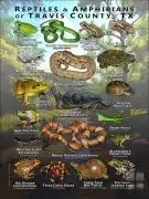 Reptiles & amphibians of Travis County, Texas poster