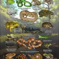 Reptiles & amphibians of Travis County, Texas poster