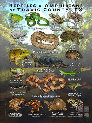 Reptiles & amphibians of Travis County, Texas poster