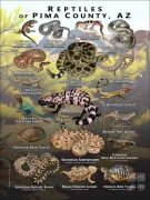 Reptiles of Pima County poster print