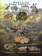 Reptiles of Pima County poster print