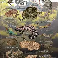 Reptiles of Pima County poster print