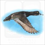 Ring-Necked Duck illustration