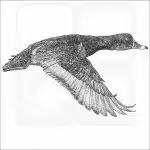 Ring-Necked Duck black and white drawing