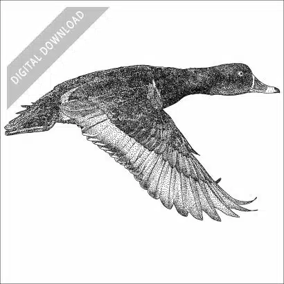 Ring-Necked Duck black and white stock art drawing