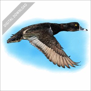 Ring-Necked Duck stock art drawing