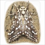 Silver-Spotted Tiger Moth drawing