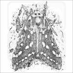 Silver-Spotted Tiger Moth black and white drawing