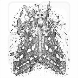 Silver-Spotted Tiger Moth black and white drawing