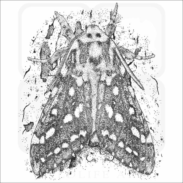 Silver-Spotted Tiger Moth black and white drawing