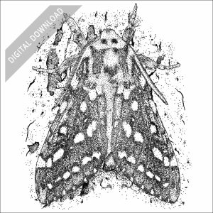 Silver-Spotted Tiger Moth black and white stock art drawing