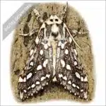 Silver-Spotted Tiger Moth stock art drawing