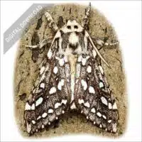 Silver-Spotted Tiger Moth stock art drawing