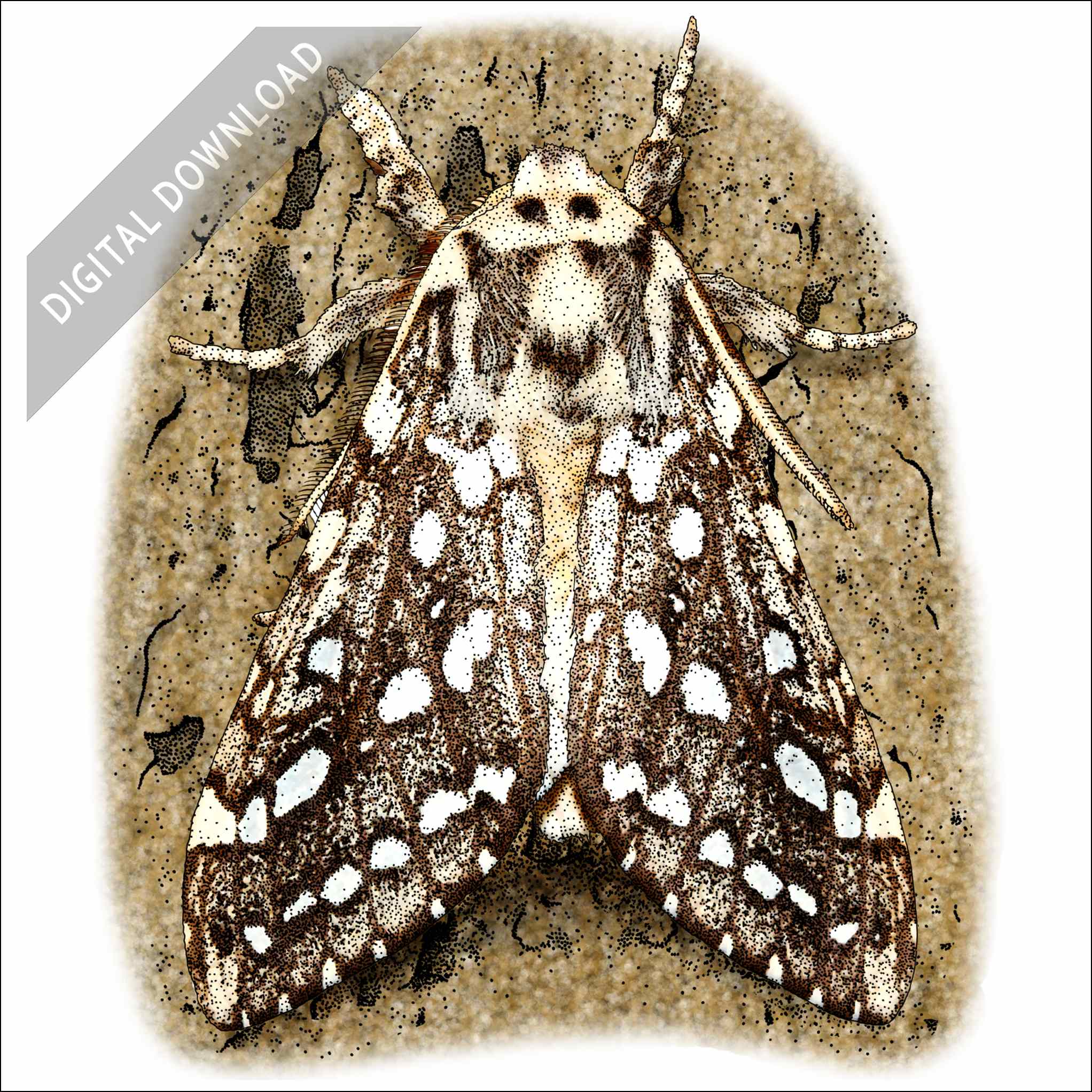 Silver-Spotted Tiger Moth Silver-Spotted Tiger Moth stock art drawing