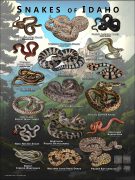 featuring various species of snake native to Idaho