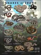 featuring various species of snake native to Idaho