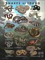featuring various species of snake native to Idaho