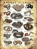 featuring various species of snake native to Idaho