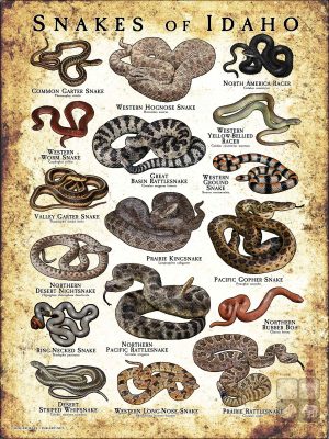 featuring various species of snake native to Idaho