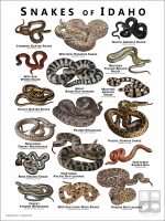 featuring various species of snake native to Idaho