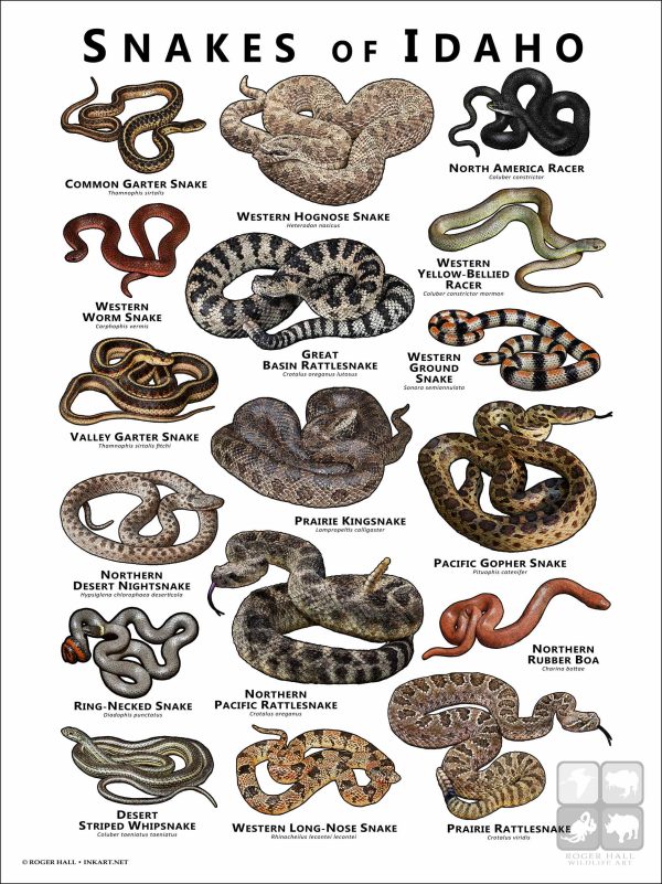 featuring various species of snake native to Idaho