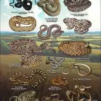 Poster design featuring various species of snake native to Kansas