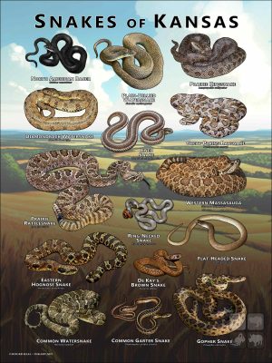 Poster design featuring various species of snake native to Kansas