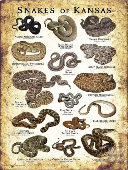 Poster design featuring various species of snake native to Kansas