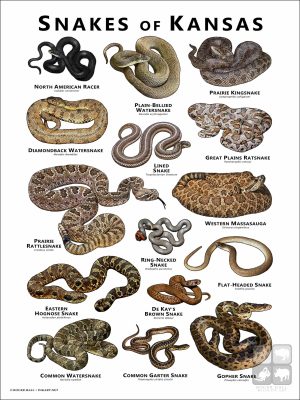 Poster design featuring various species of snake native to Kansas