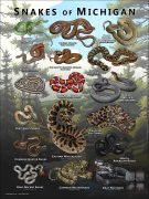 Poster design featuring various species of snake native to Michigan