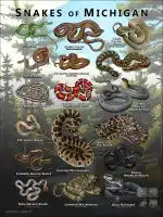 Poster design featuring various species of snake native to Michigan