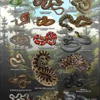 Poster design featuring various species of snake native to Michigan