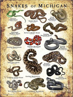 Poster design featuring various species of snake native to Michigan