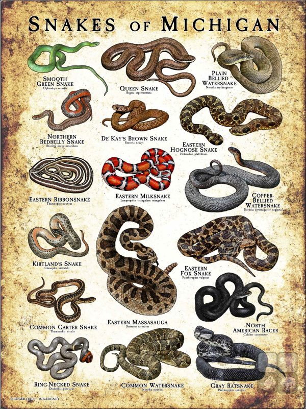 Poster design featuring various species of snake native to Michigan