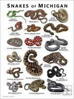 Poster design featuring various species of snake native to Michigan